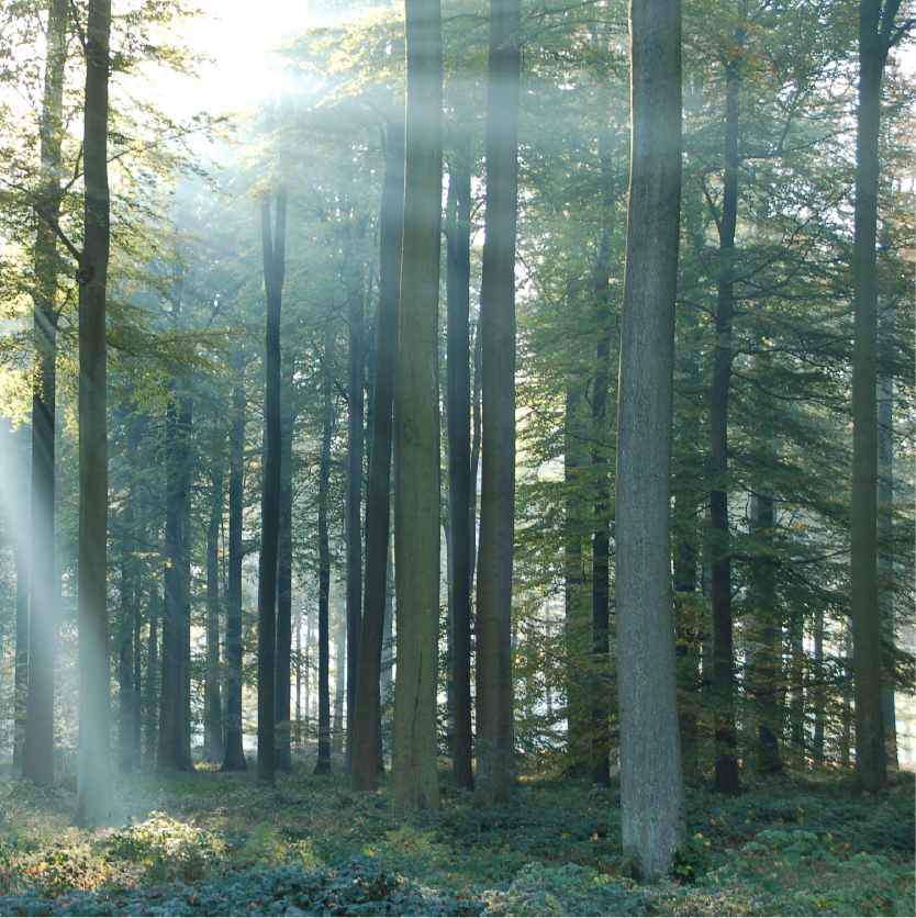 Sonian Forest Climate Walk